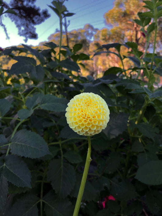 Yellow Pompon