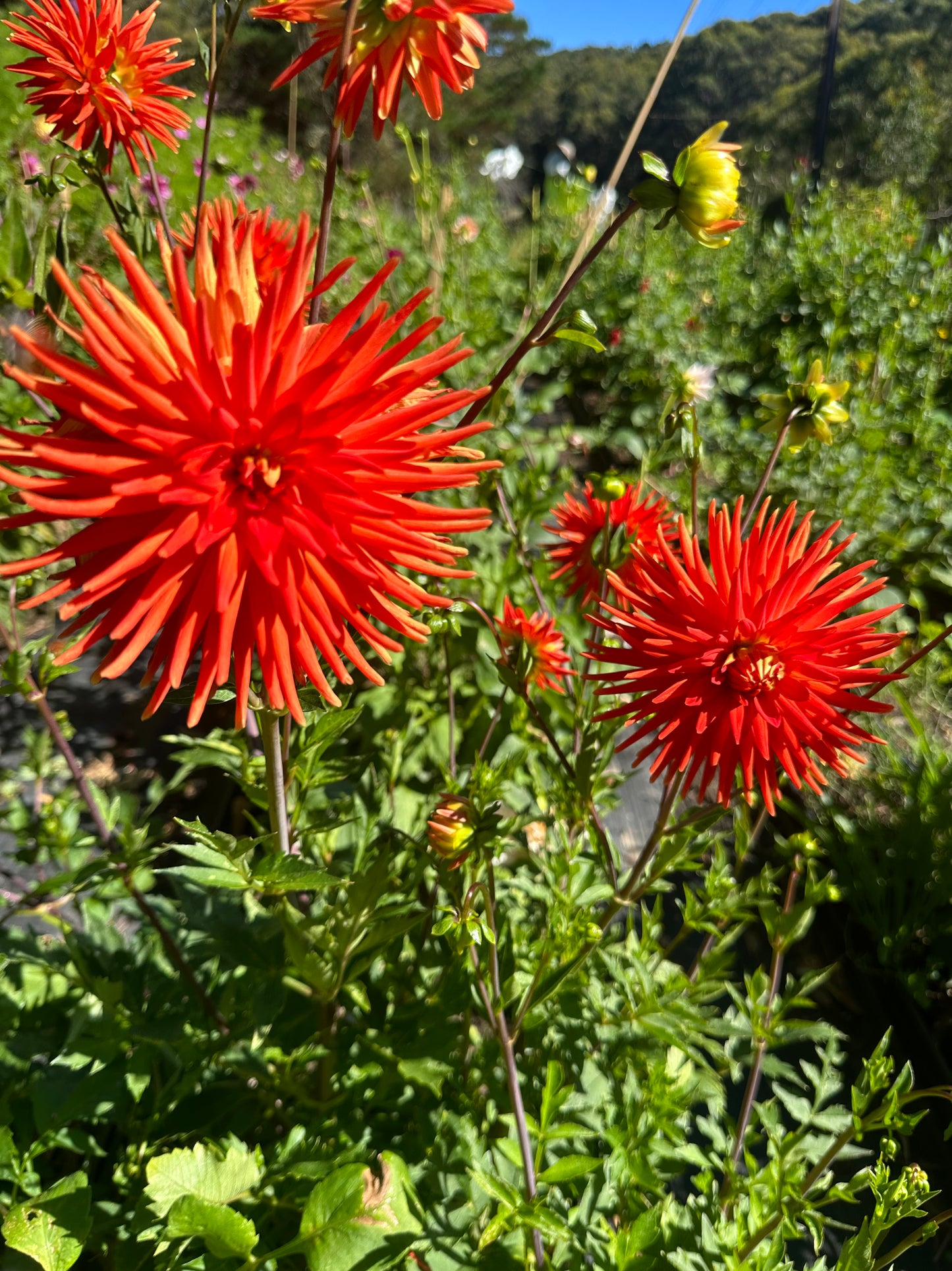 Red Cactus