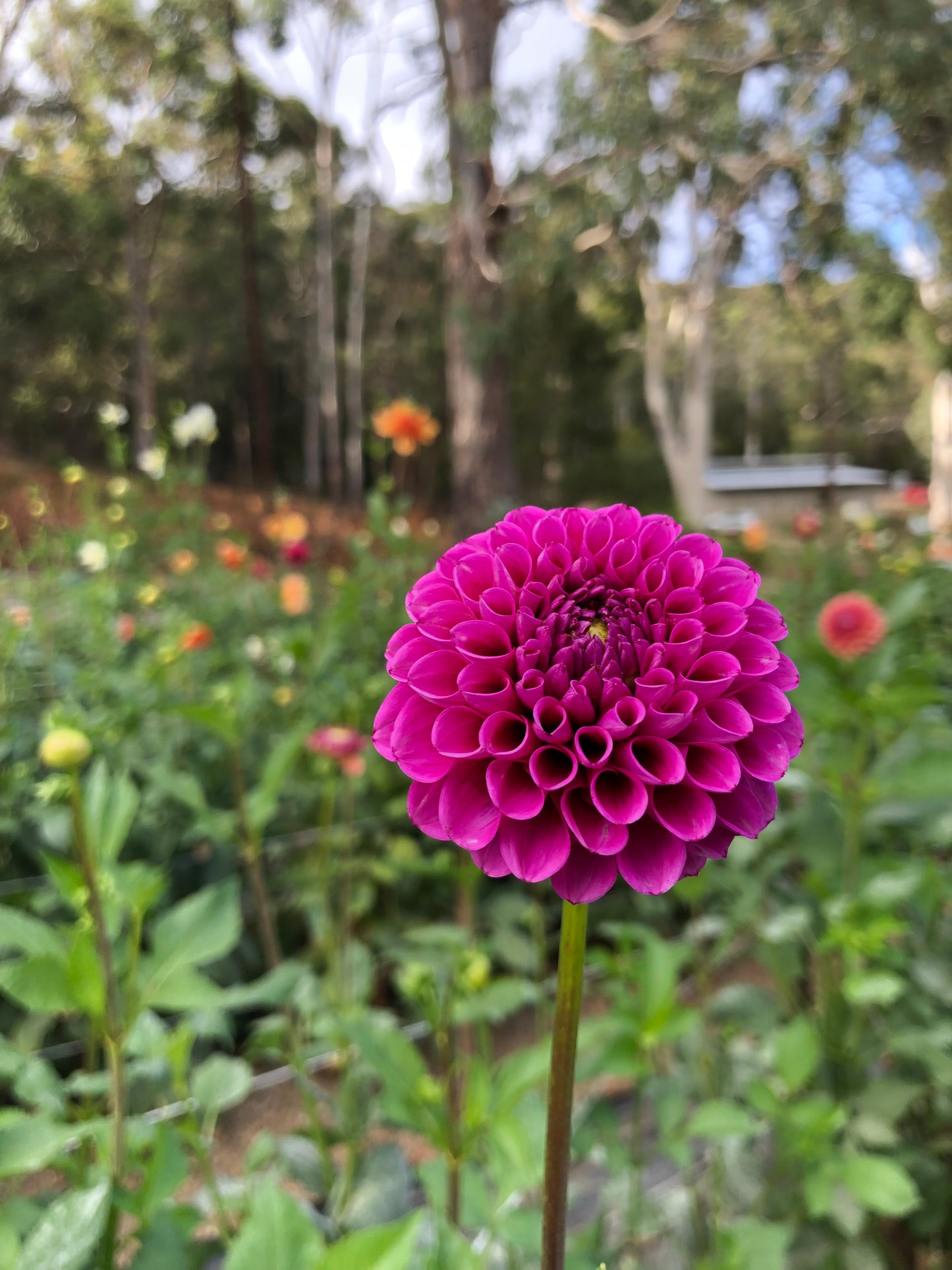 Florelie Boysenberry