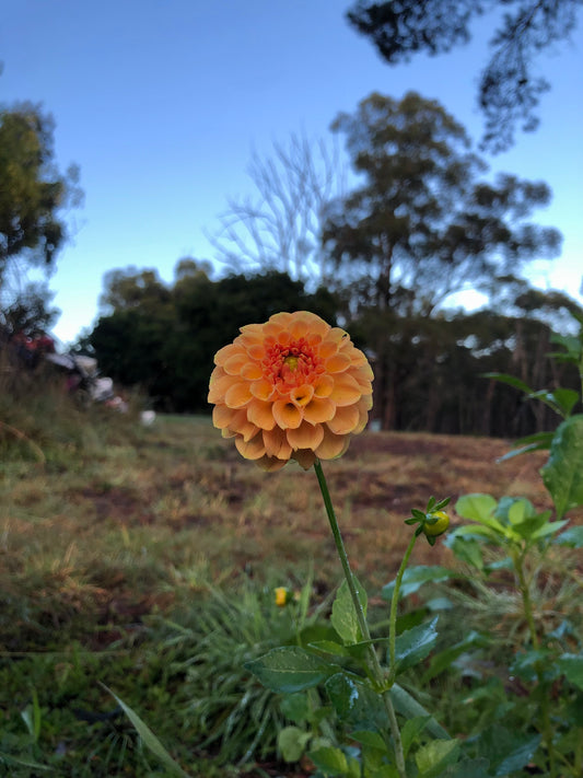 Orange Pompon