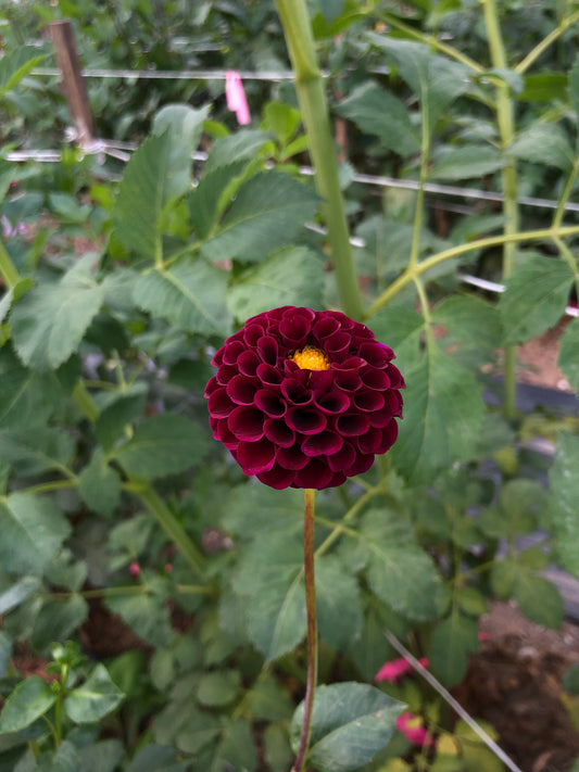 Burgundy Ball