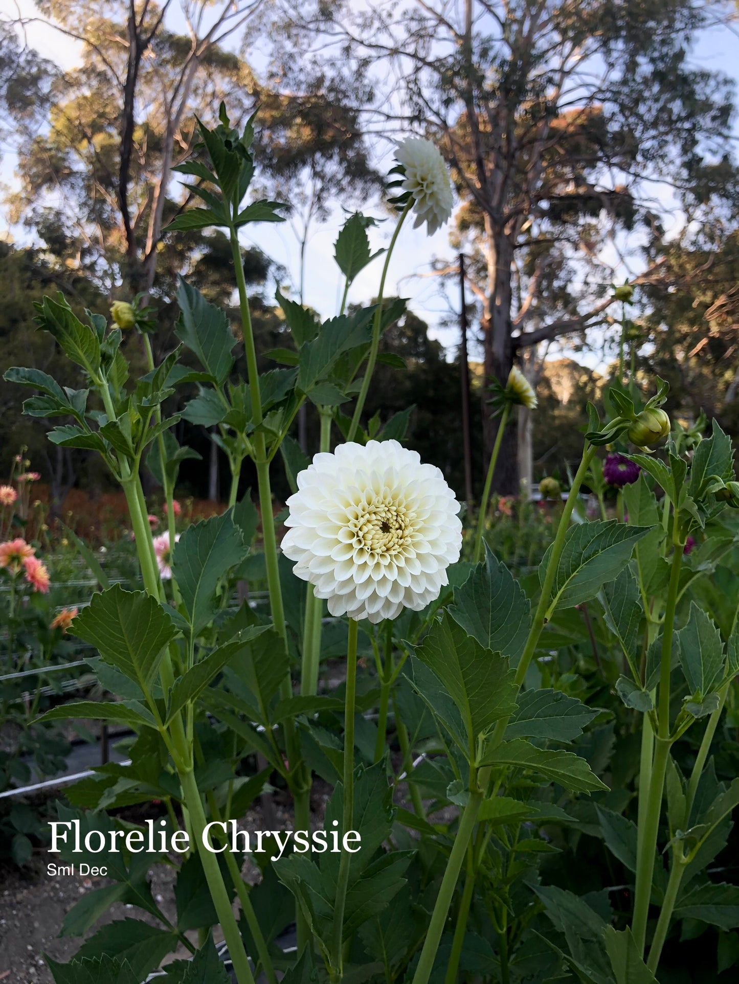 Florelie Chryssie