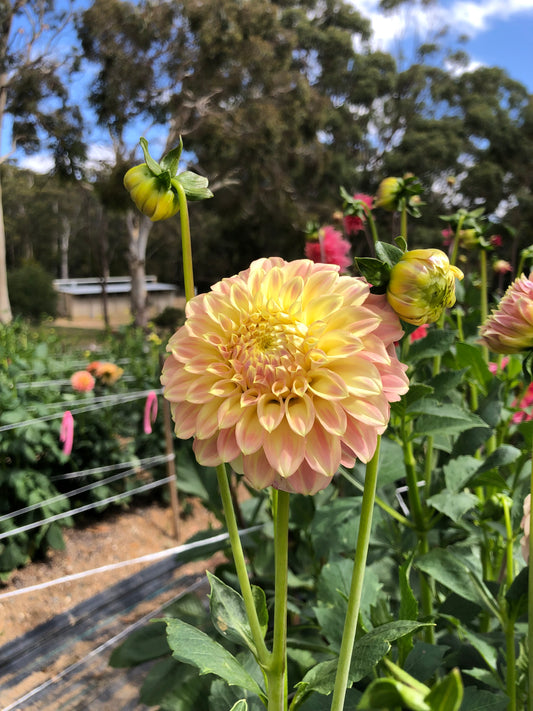 Coorabel Moonglow